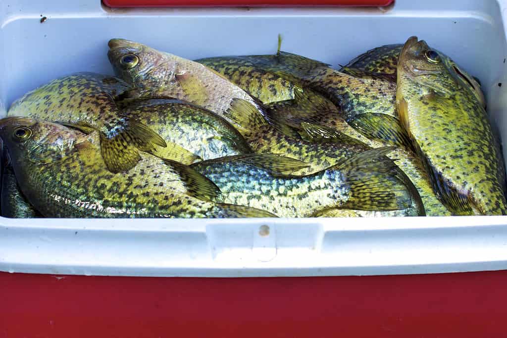 black crappies