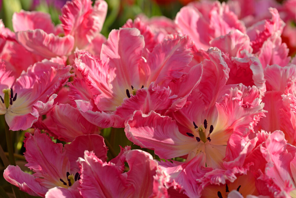 pink vision tulip
