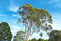 Eucalyptus Tree - Trees Native to Australia