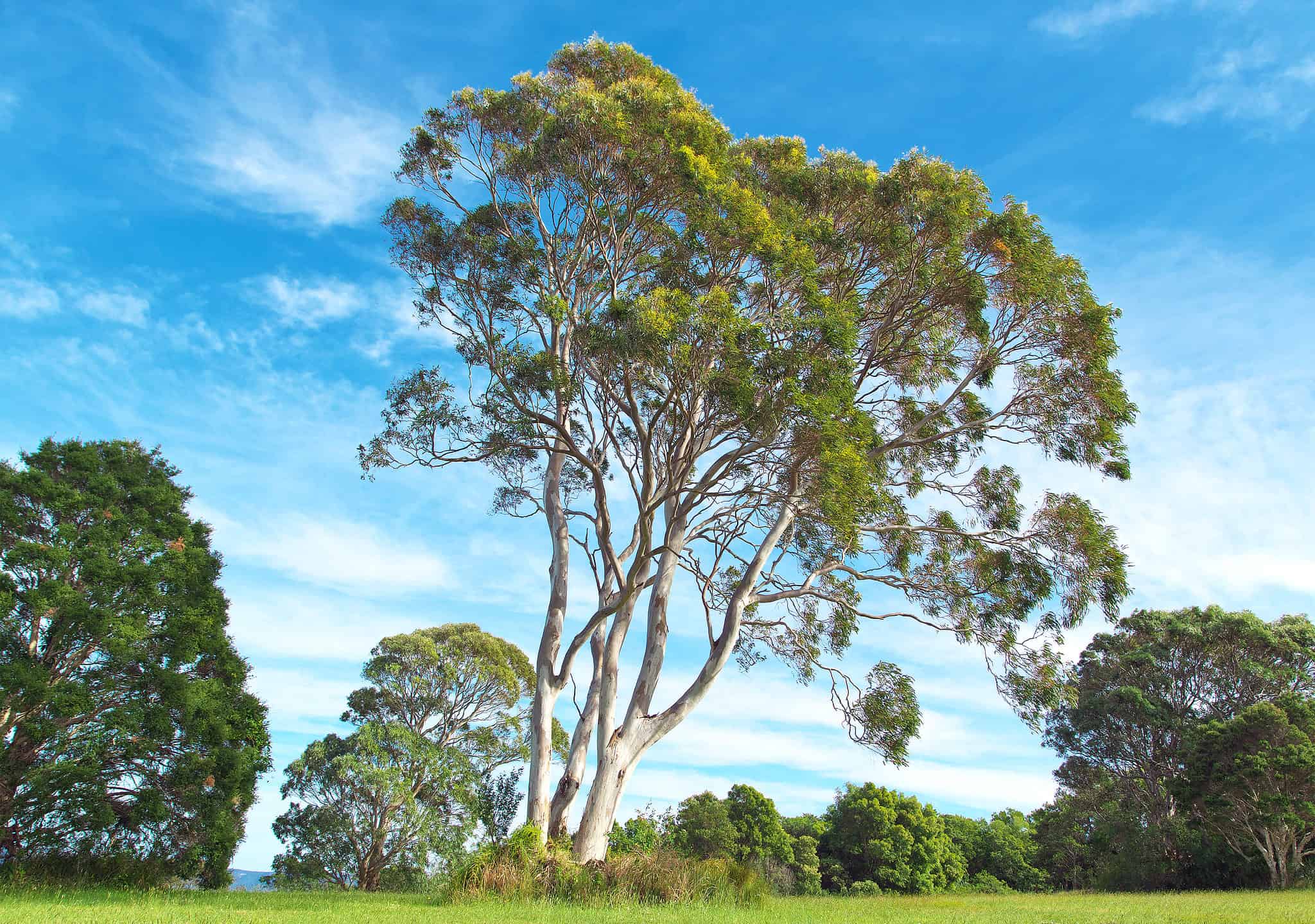 Австралийский эвкалипт дерево