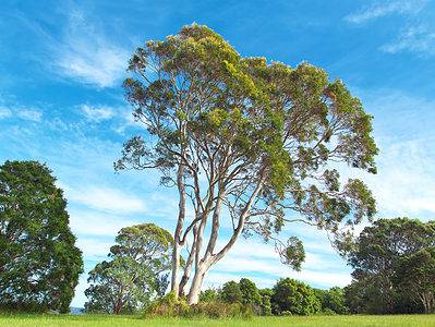 A African Baobab vs. Southern Blue Gum Tree: 6 Differences Between These Towering Giants