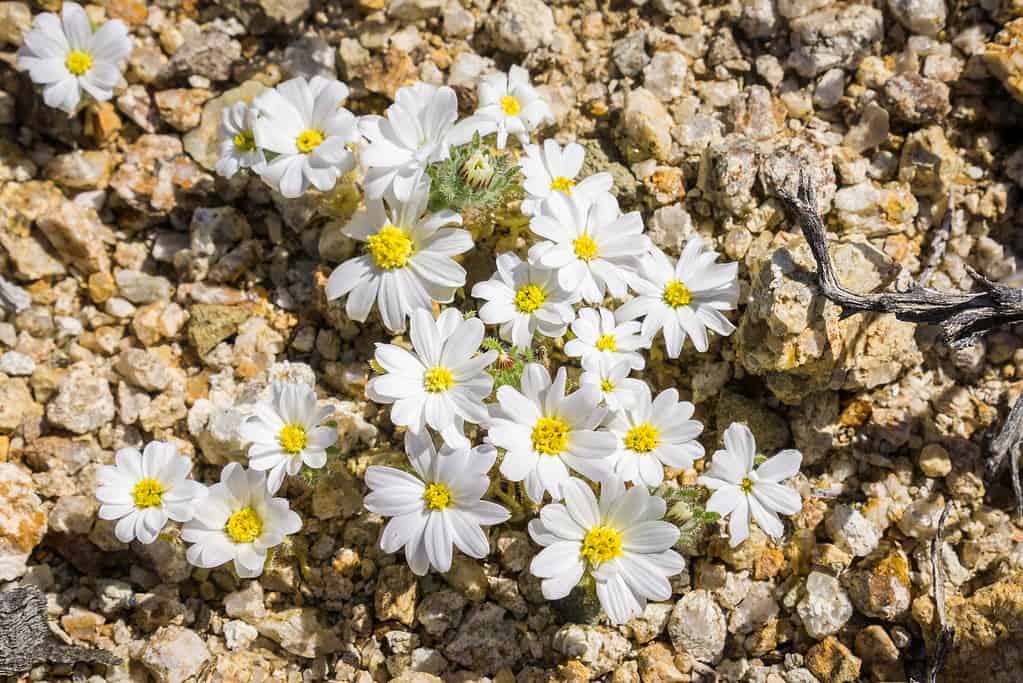 Desert Star (Monoptilon bellioides) blooming in Joshua Tree National Park, California.