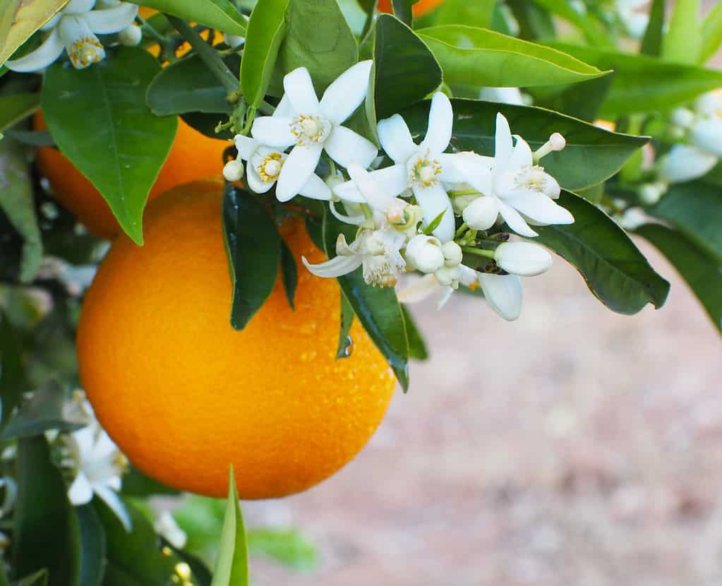 Orange Blossoms on an Orange Tree
