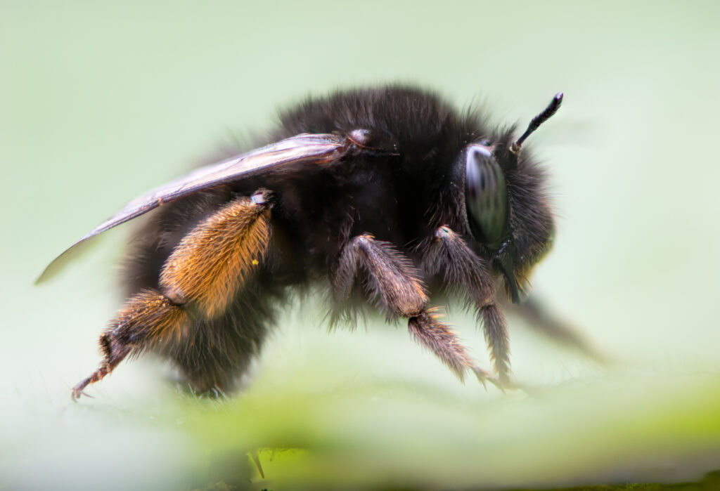Hairy-footed flower bee (Anthophora plumipes) profile. Large female bee in the family Apidae, with orange pollen brush on hind legs. The bee is facing right.