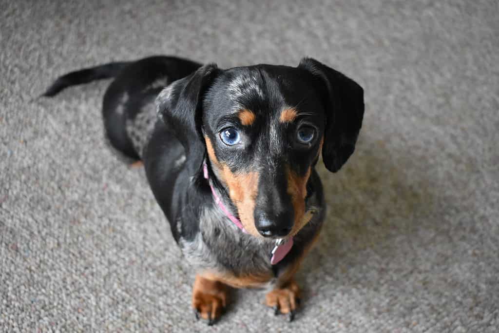 Dachshund With Blue Eyes