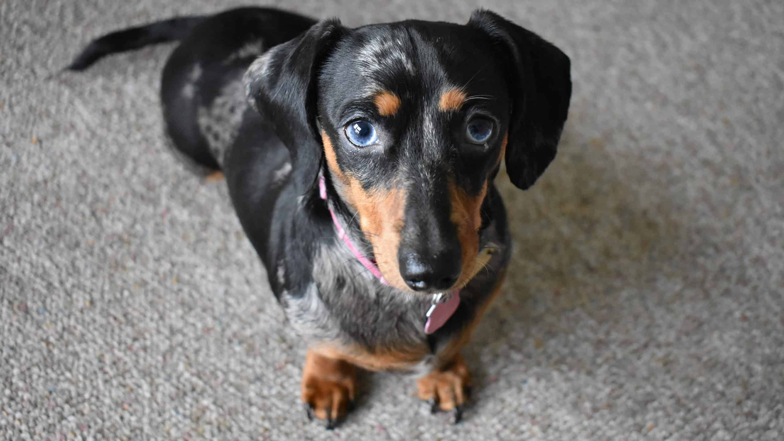 Dachshund With Blue Eyes