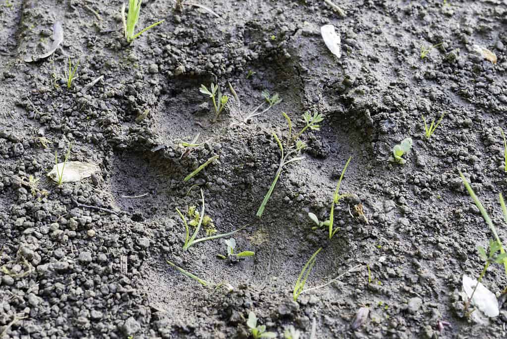 Bobcat tracks in the mud