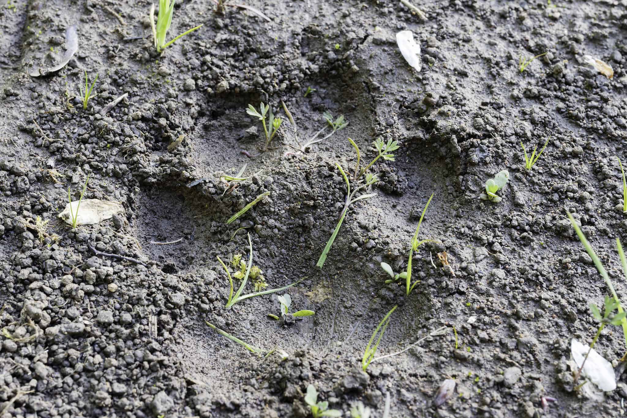 Bobcat Tracks: Identification Guide for Snow, Mud, and More - A-Z Animals