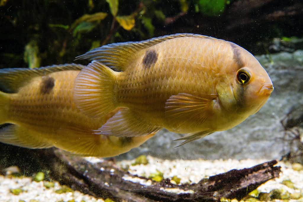 Pair of keyhole cichlid