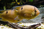 Keyhole cichlid