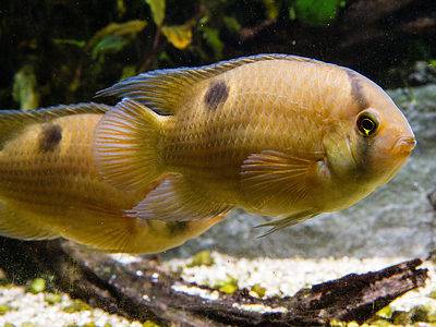 A Keyhole Cichlid