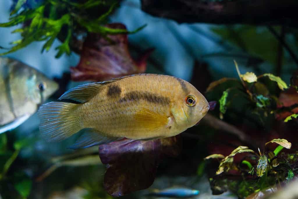 keyhole cichlid