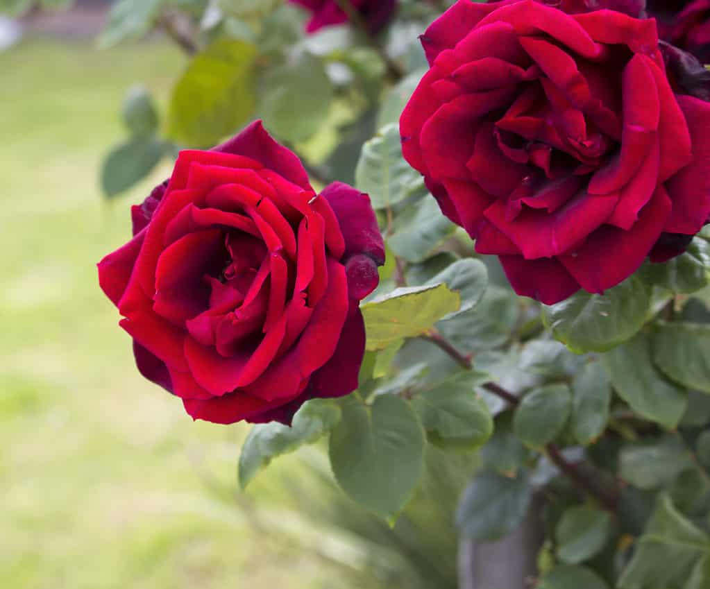 beautiful velvety red fully blown hybrid tea roses