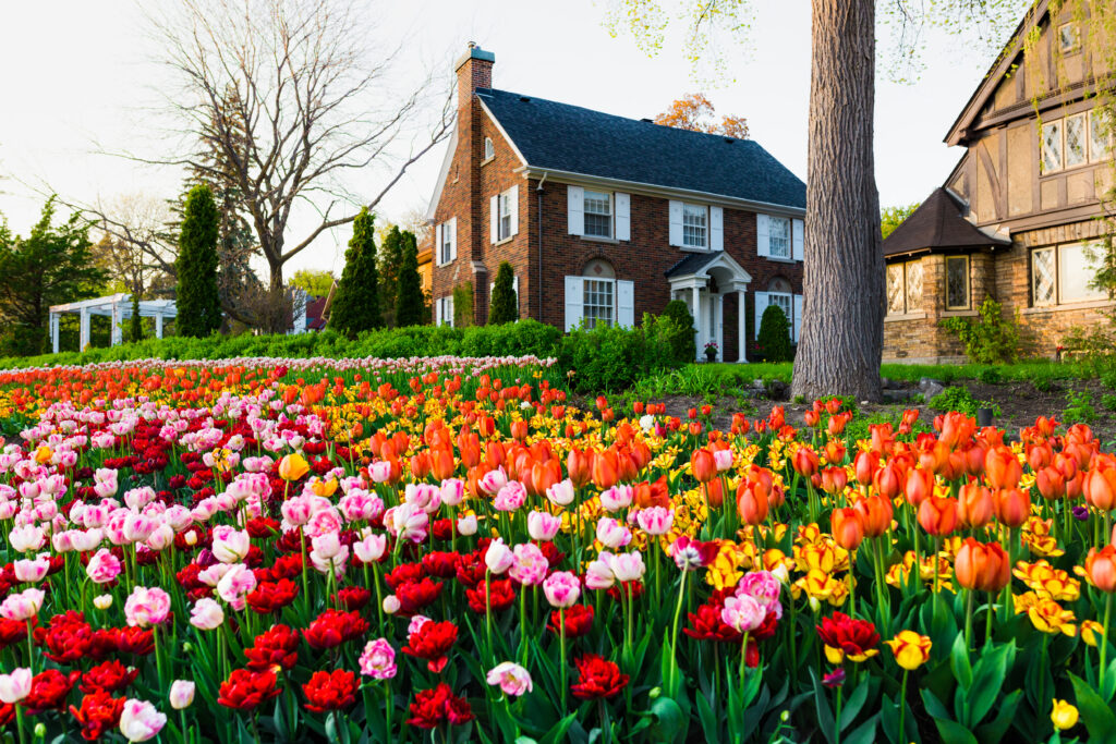 Canadian Tulip Festival - field of tulips near historic buildings