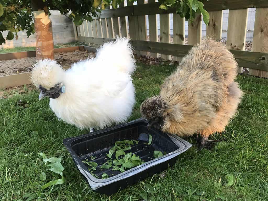 Two Silkie Chickens Eating Salad.