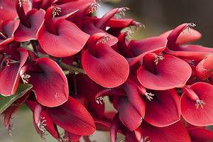 Discover The National Flower of Uruguay: Ceibo Erythrina Picture