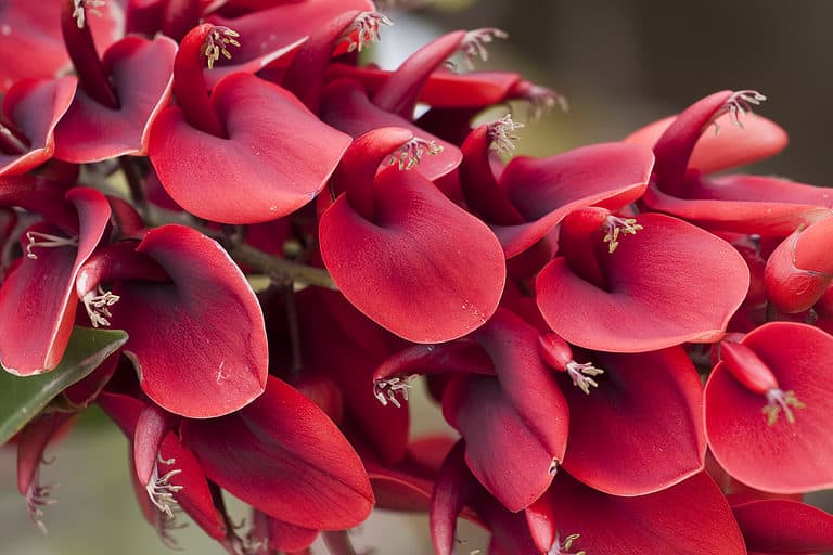 Full bloom of Ceibo Erythrina.