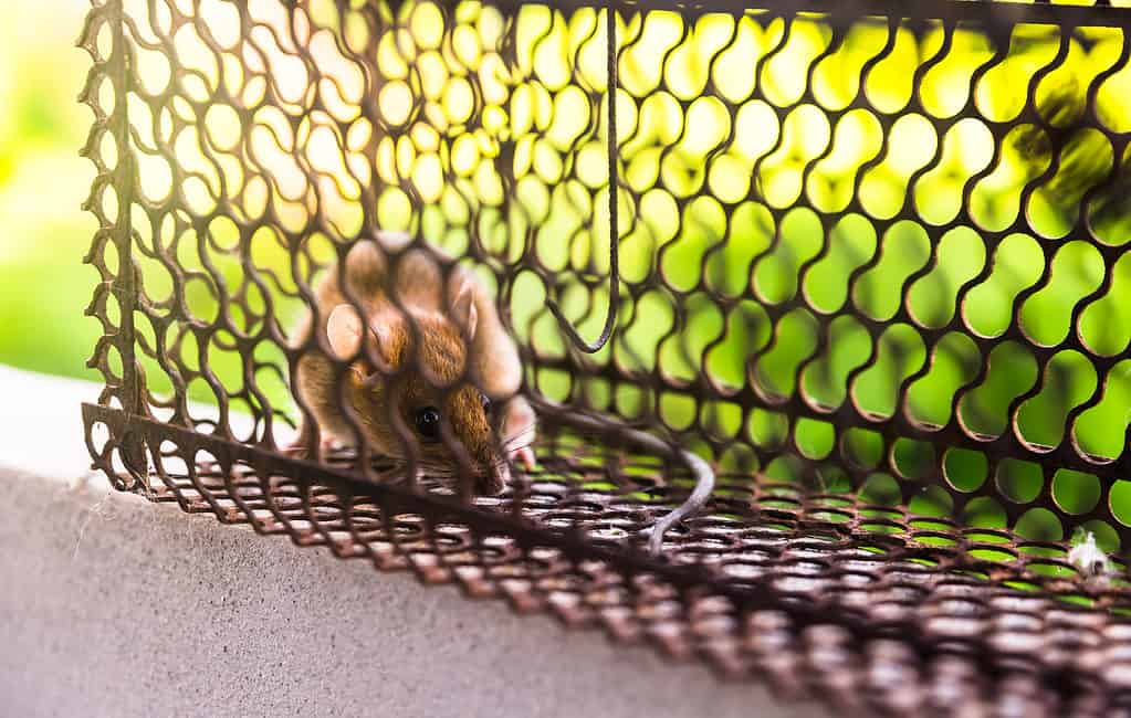 Mouse in a Cage