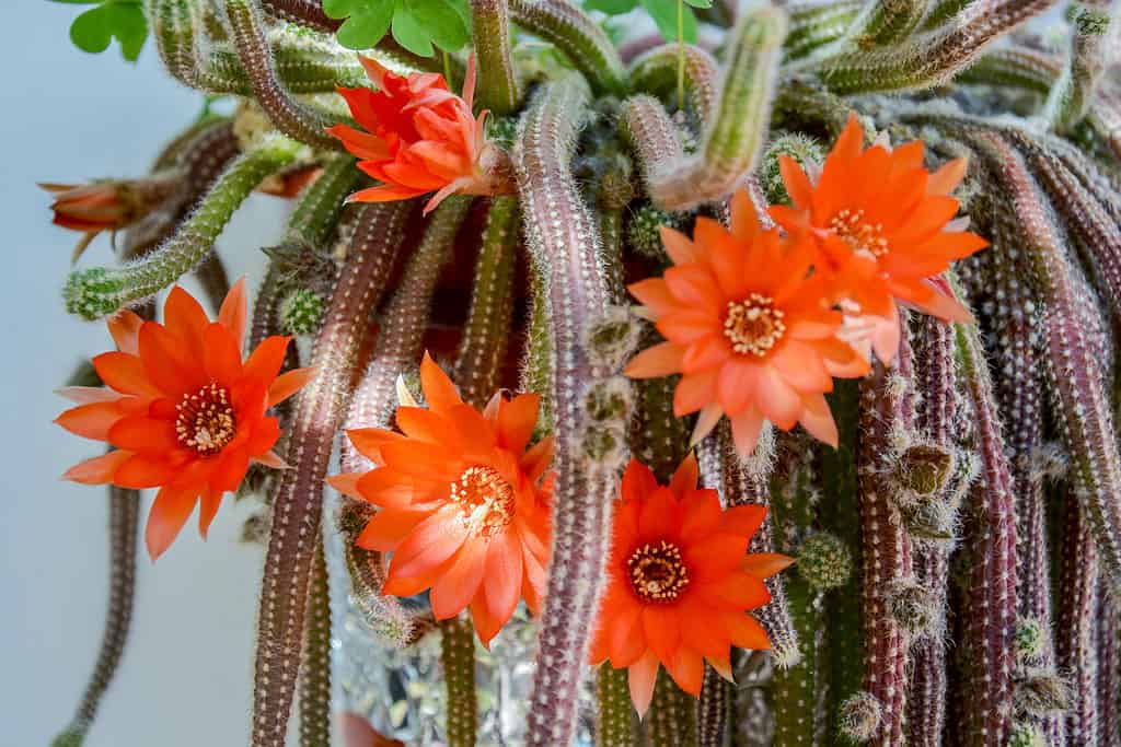 blooming rat tail cactus in hanging pot