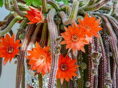 A Flowering Cacti: Care Tips and More!