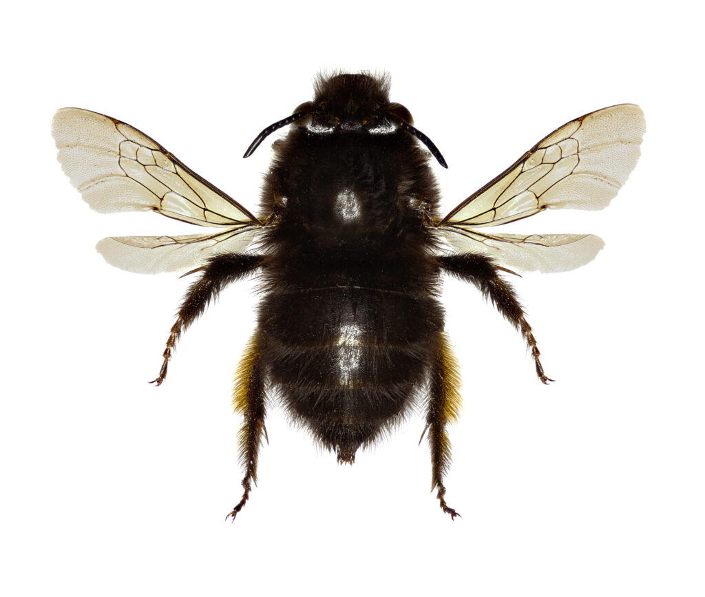 Hairy-footed Flower Bee on white Background - Anthophora plumipesThe bee's back is faxing the camera. The bee's head is pointing toward the top of the frame. The bee is all black. and very hairy.