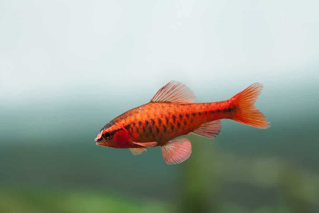 beautiful tropical freshwater fish