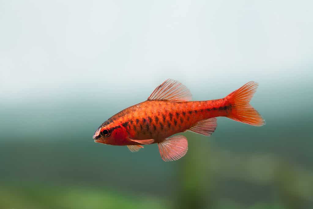 Underwater aquarium still life scene. Red color tropical fish Barb Puntius titteya swim on soft blue green background. Shallow depth of field.