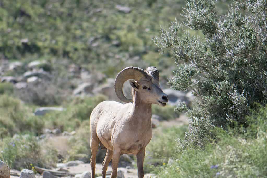 Desert bighorn sheep (Ovis canadensis nelsoni) in California