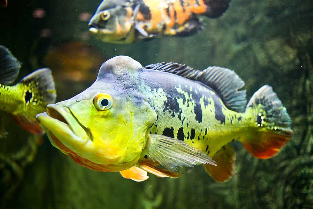 Peacock bass (Cychla ocellaris)