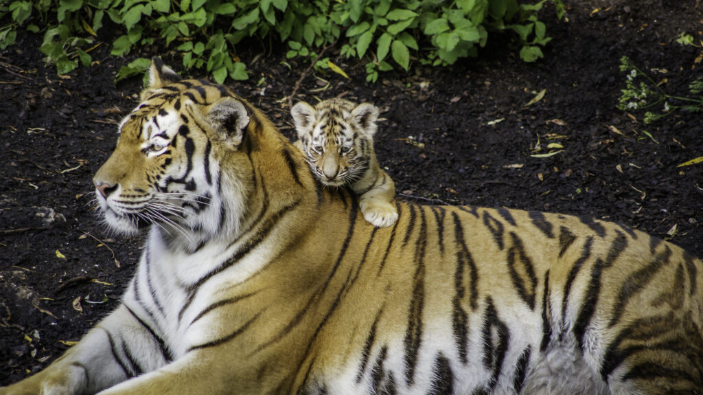 Siberian tiger with cub on its back