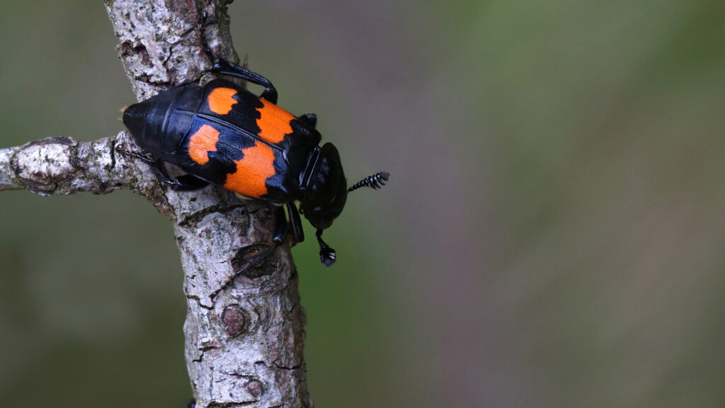 Carrion beetle isolated