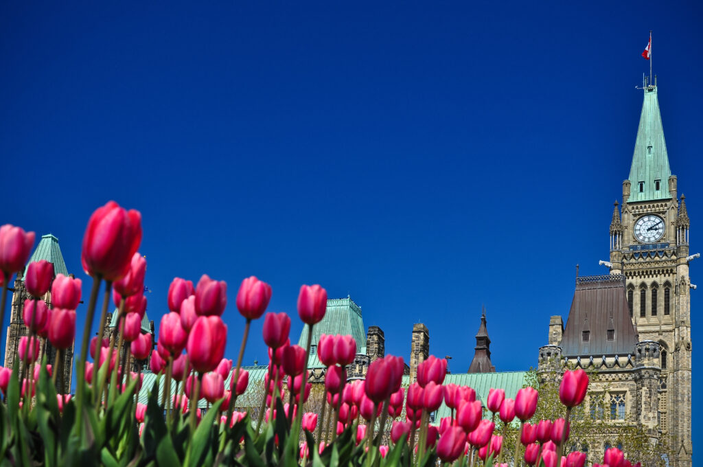 Canadian Tulip Festival - dark pink tulip bed near Ottawa Parliament building