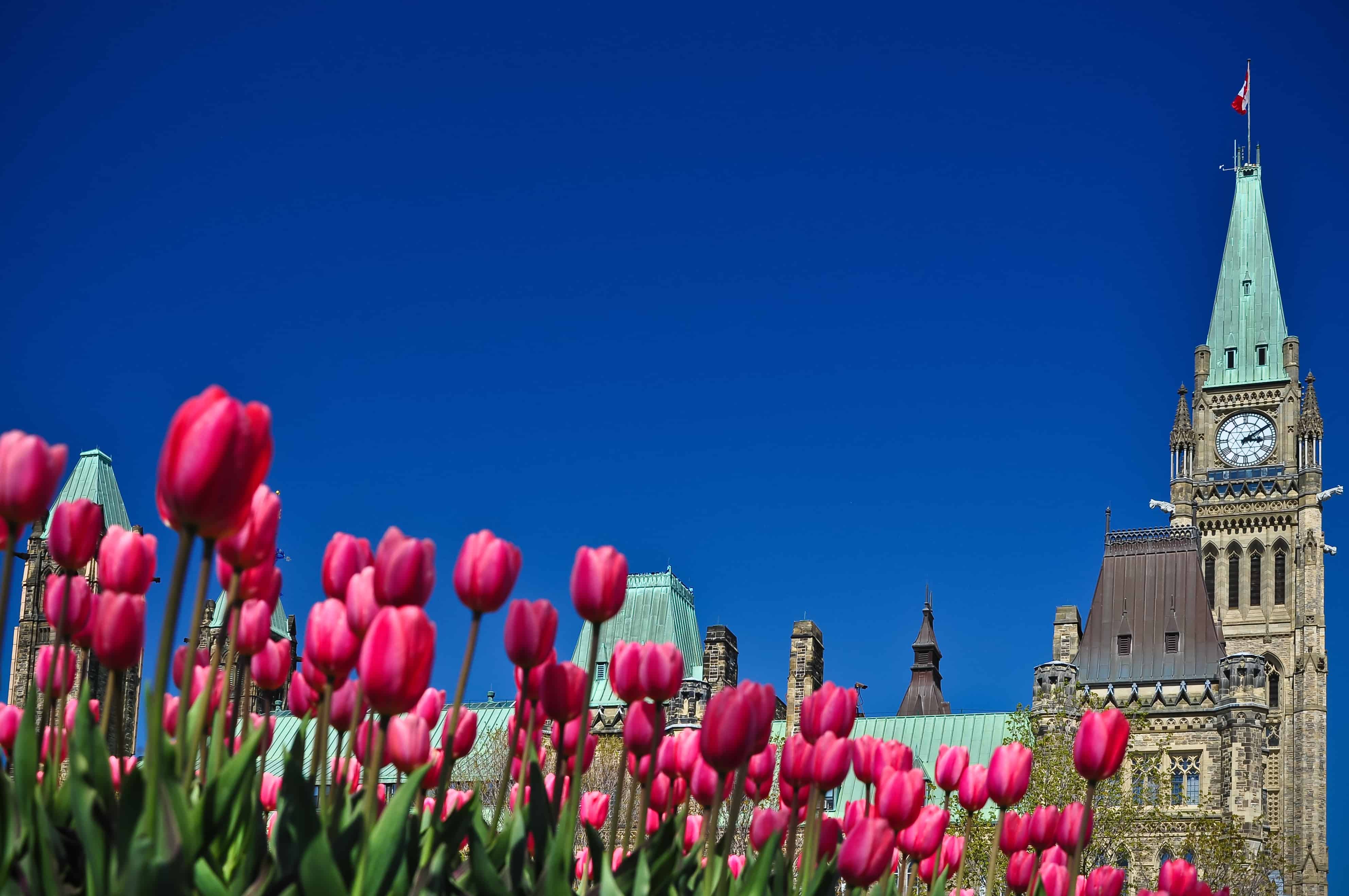 discover-the-largest-tulip-festival-in-the-world