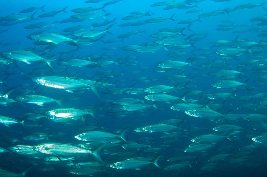 School of Spanish mackerel