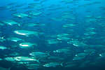 Spanish mackerel