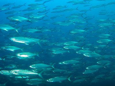 A Spanish Mackerel