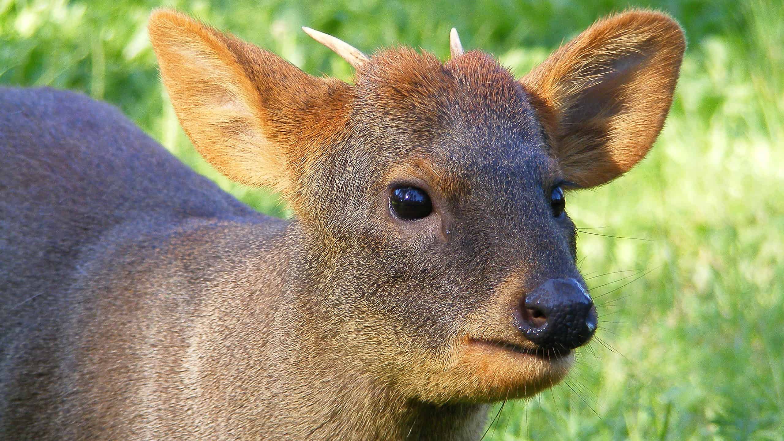 Discover the 4 Smallest Deer Species in the World - AZ Animals