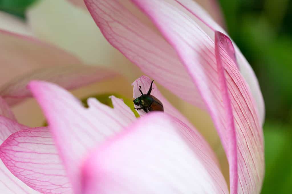 Scarab beetle on a water lily's petal.