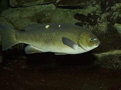 A Opaleye (Rudderfish)