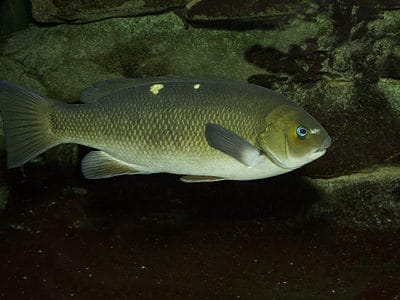 A Girella nigricans