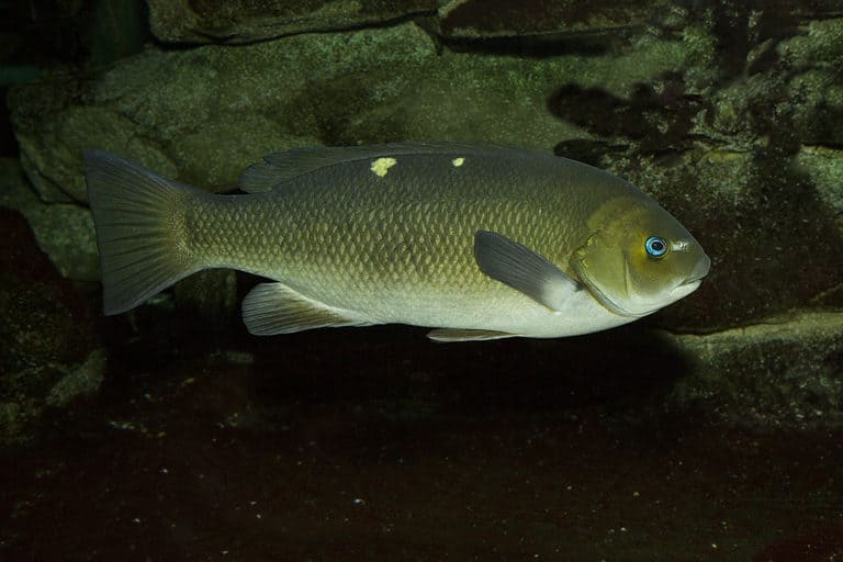 Opaleye, rudderfish (Girella nigricans)