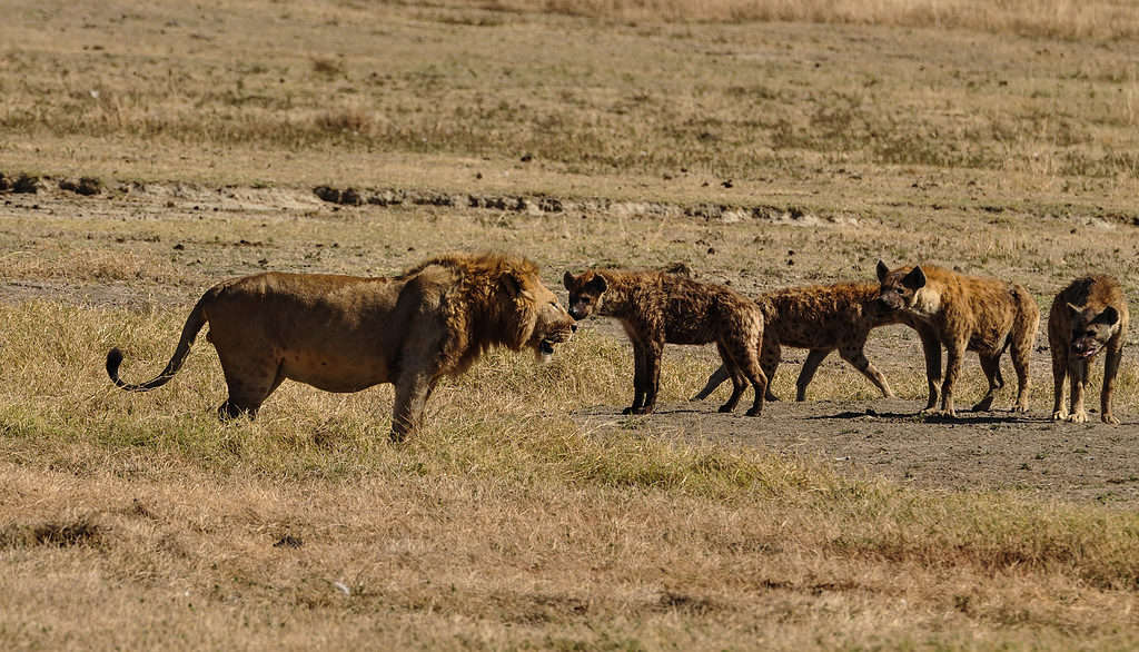 Lion vs. Hyenas