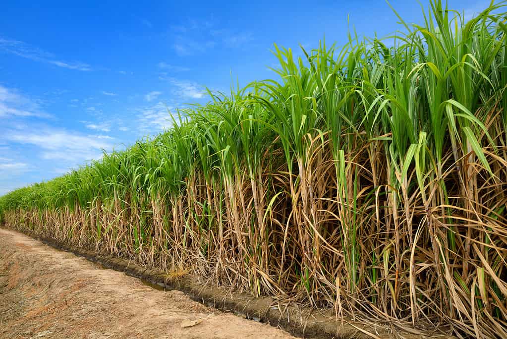 A photograph of a field of sugar cane. The sugarcane has been photographed at a diagonal with the closest part of the field taking up the right part of the photo frame. As it goes back the distant part of the sugarcane field takes up the center of the lift frame. The sugarcane is green at the top with light brown stocks. The sugarcane is offset by a blue sky with a few wispy white clouds