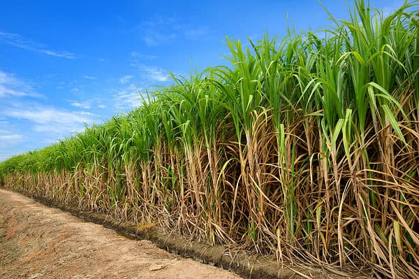 African Sugarcane Borer