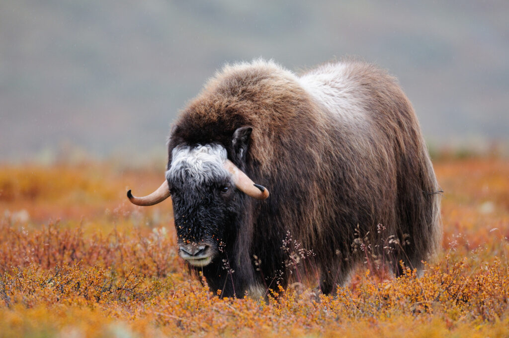 Musk Ox - Year of the Ox