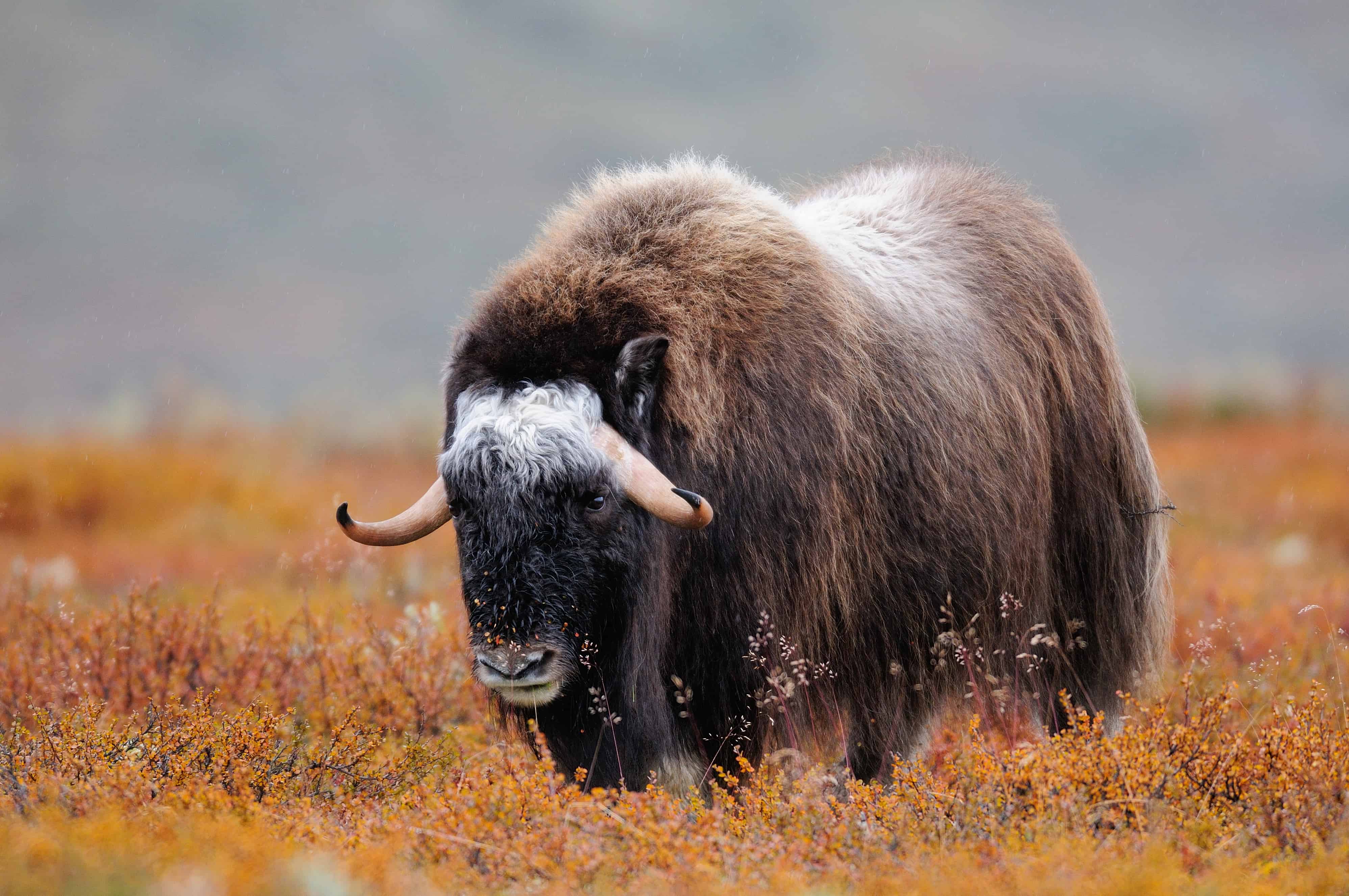 Musk Ox - Year of the Ox