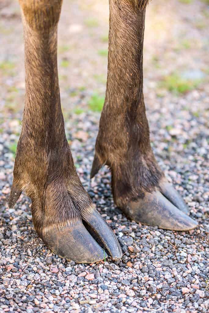 A frontal view of a moose's hooves