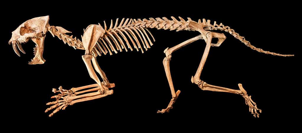 Saber - toothed tiger ( Hoplophoneus primaevus ) skeleton . Isolated background .
