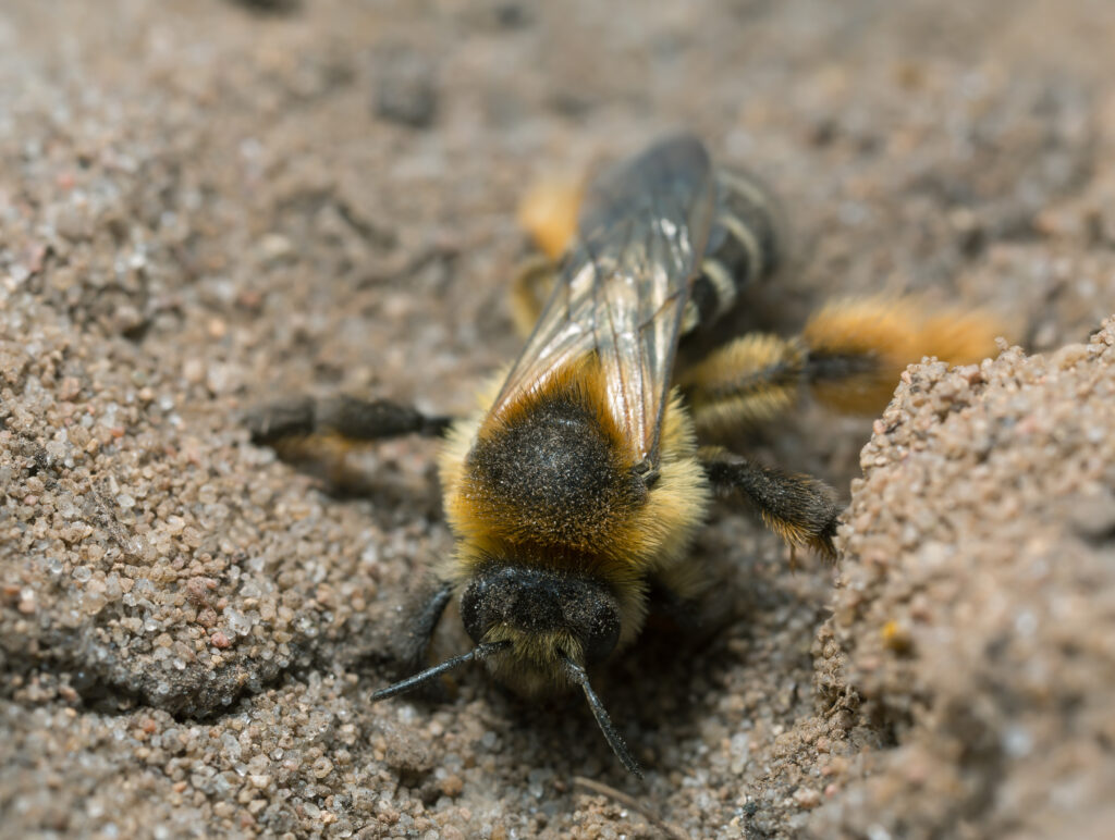 Female pantaloon bee, Dasypoda hirtipes digging in sand. The bee is facing the front of th from with her head down.
