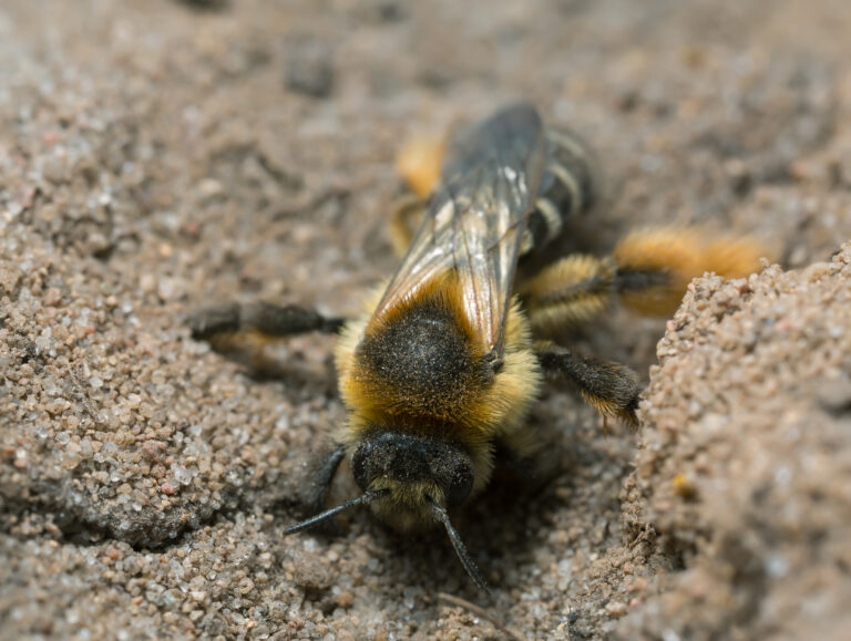Pantaloon Bee Pictures - AZ Animals